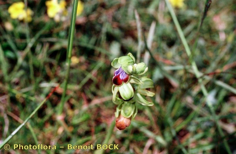 Ophrys funerea other
