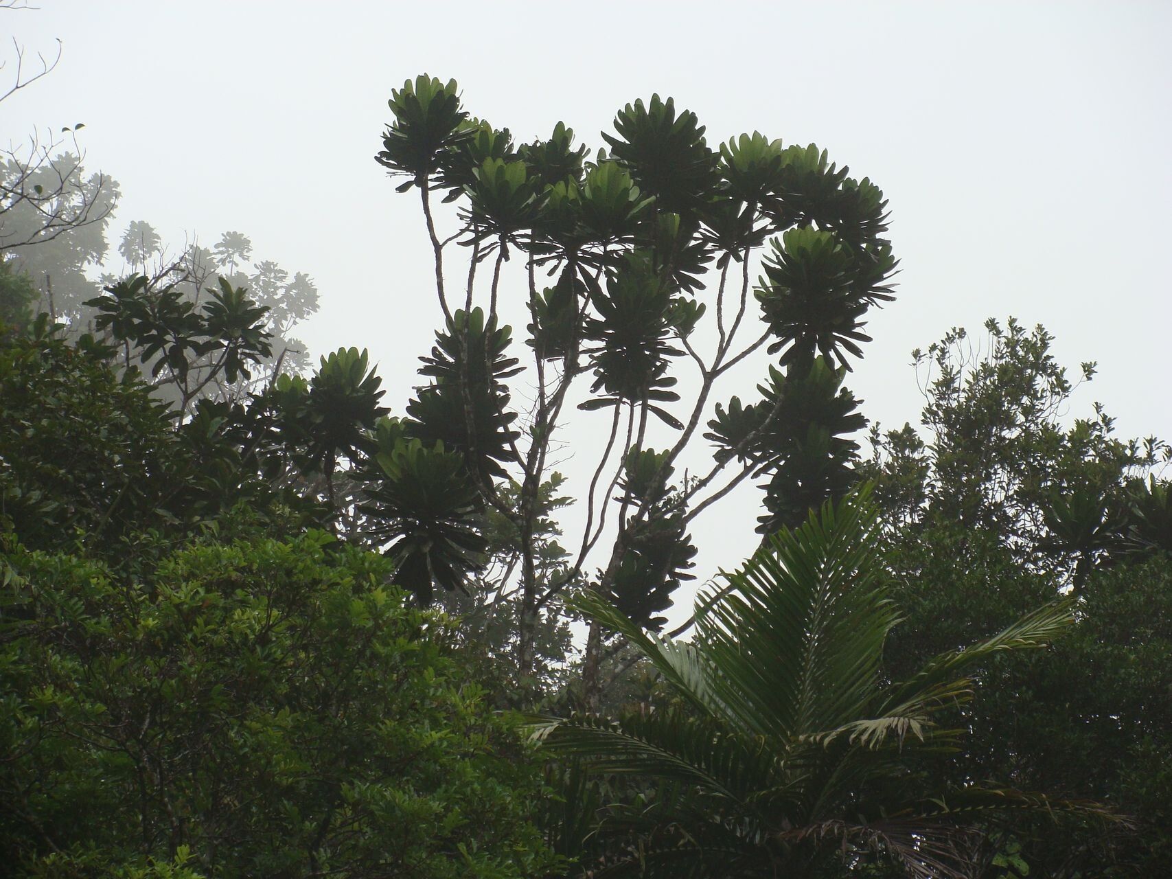 Pycnandra vieillardii habit
