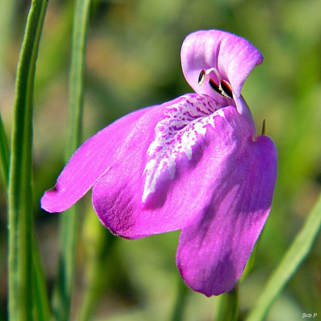 Dianthera angusta — related species from the same genus