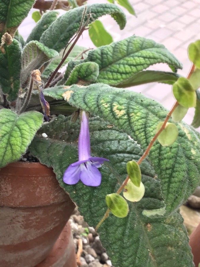Streptocarpus modestus flower