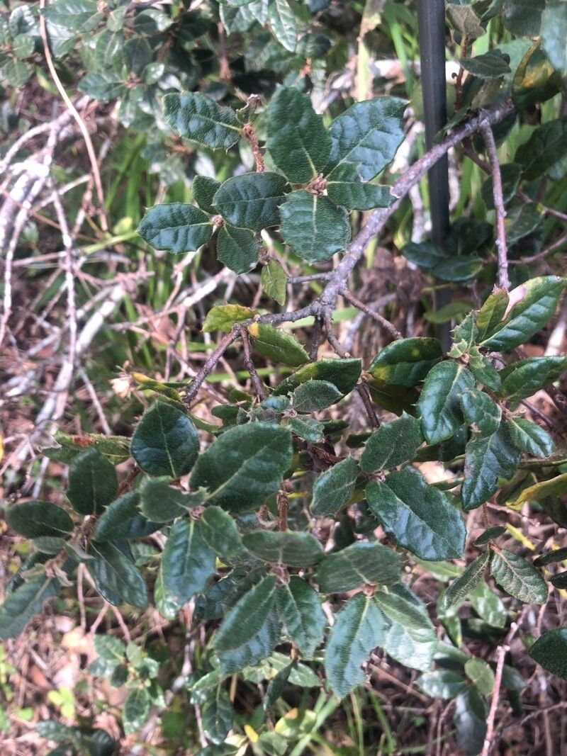 Quercus monimotricha — houseplant care guide