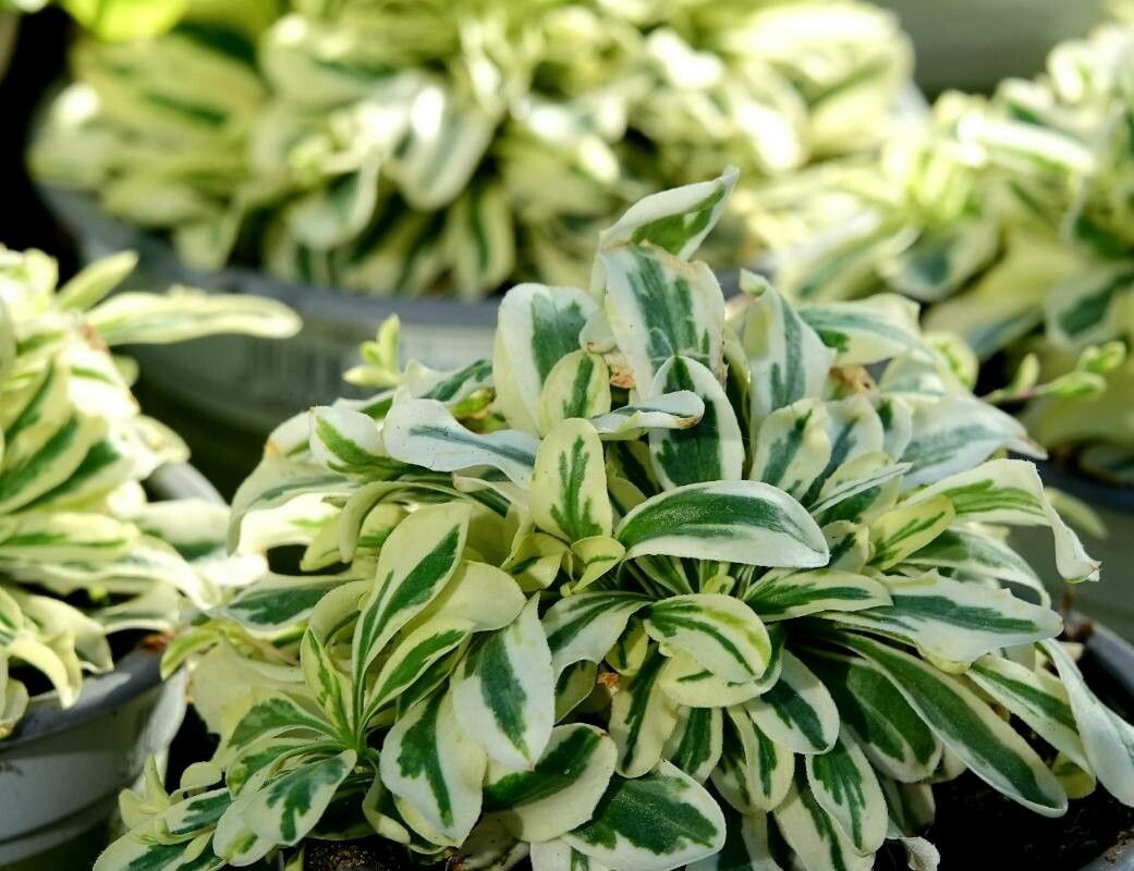 Arabis ferdinandi-coburgii leaf