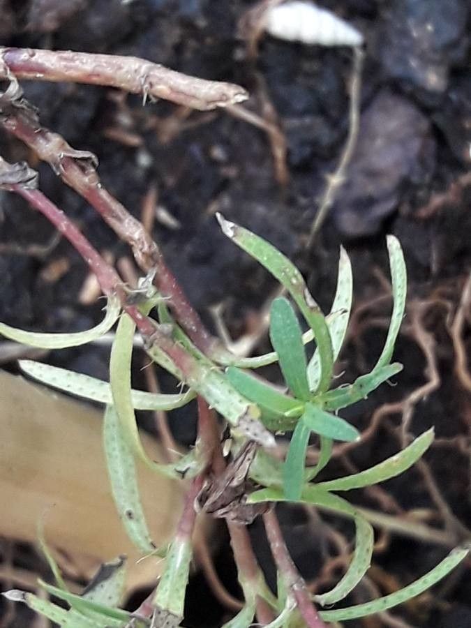 Pectis elongata bark