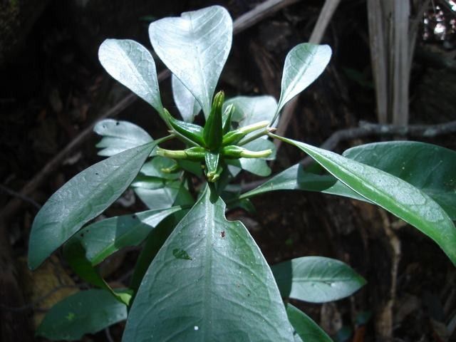 Psychotria macroglossa habit