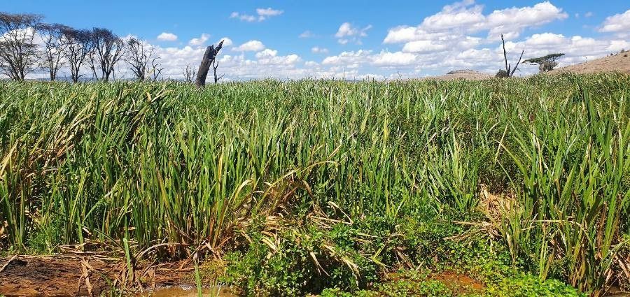 Cyperus dives — search result for 'Syria'