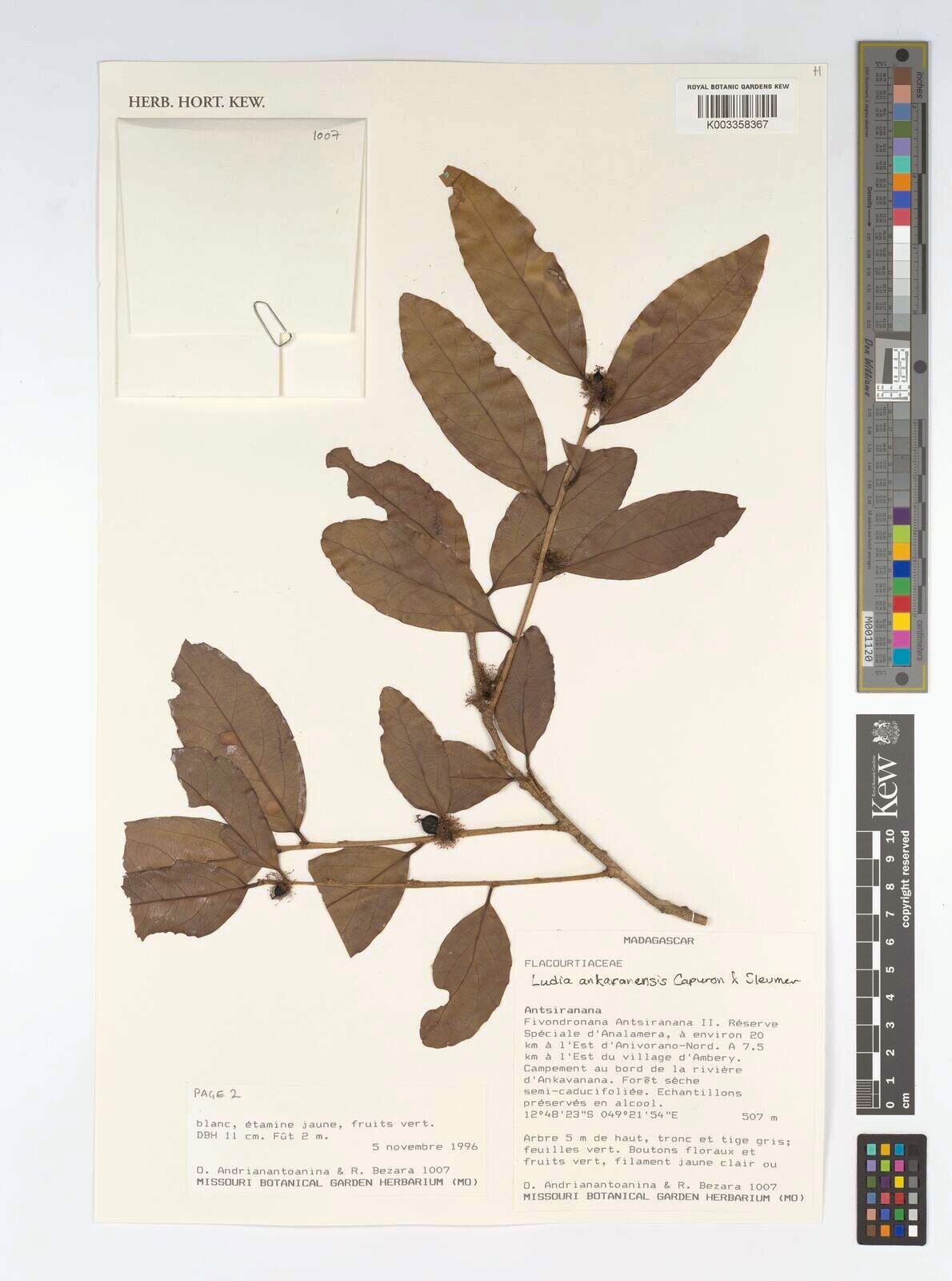 Ludia ankaranensis — related species from the same genus