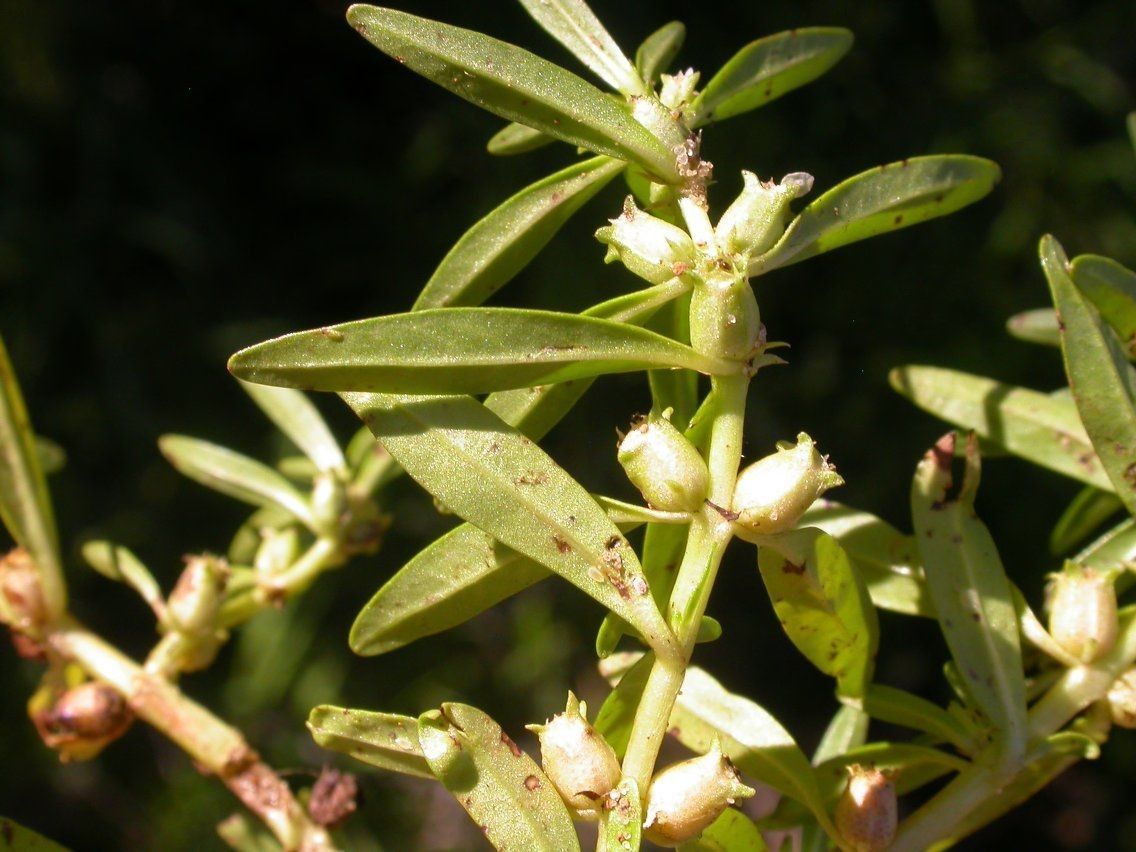 Rotala ramosior — search result for 'Rotala'
