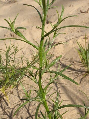 Corispermum americanum bark