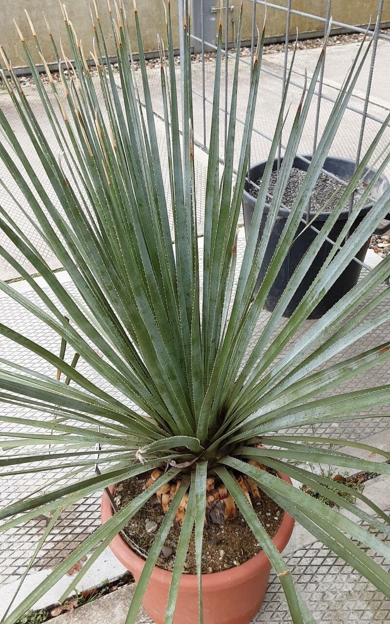 Dasylirion glaucophyllum — related species from the same genus