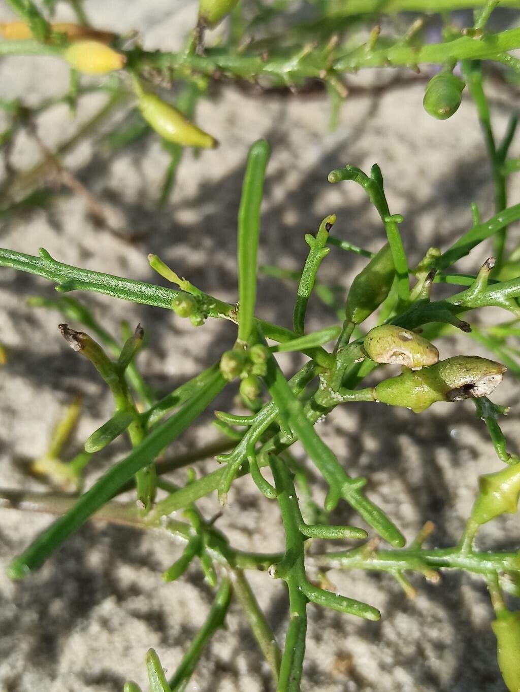 Erucaria hispanica leaf