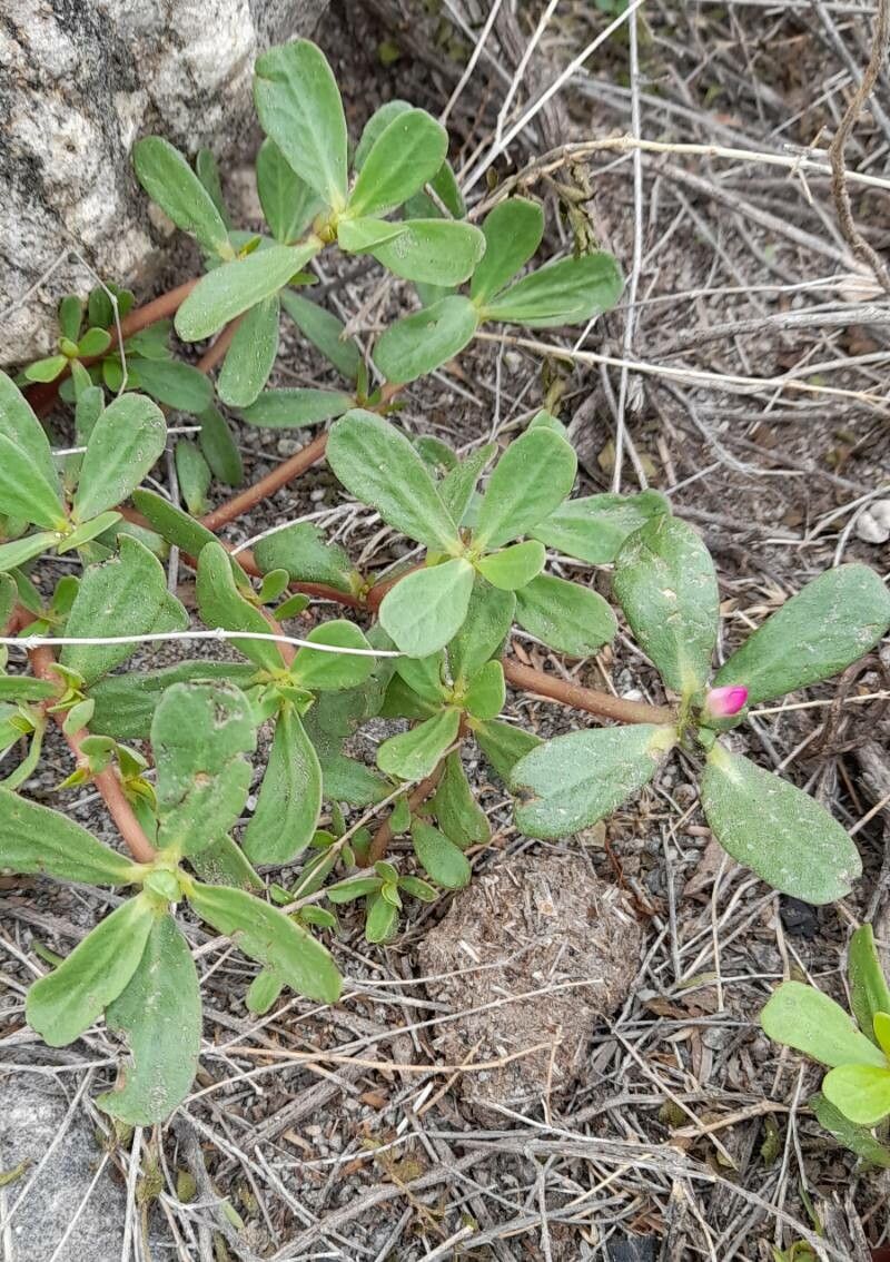 Portulaca cryptopetala habit