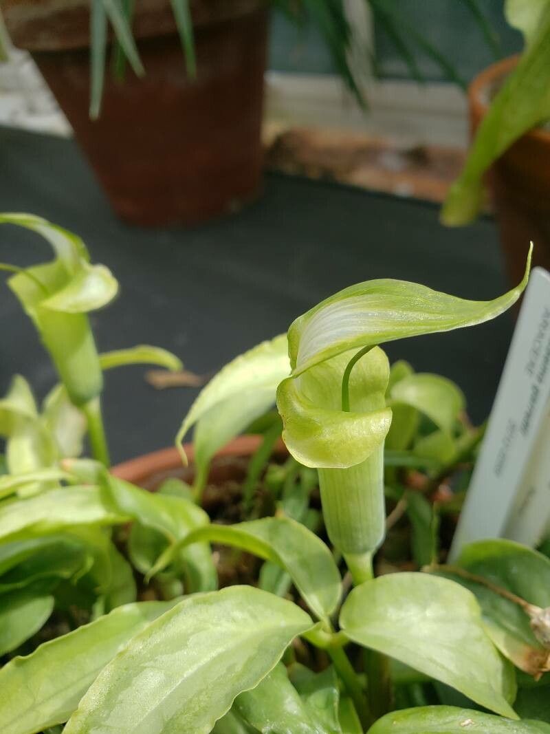 Arisaema garrettii flower