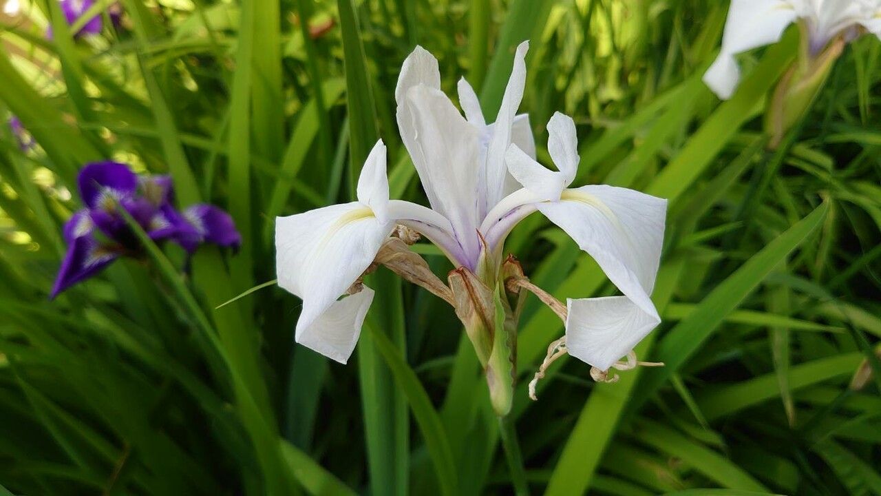 Iris laevigata flower