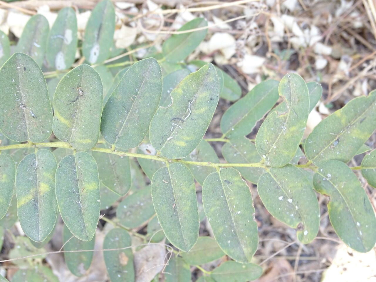 Cordyla pinnata — related species from the same genus