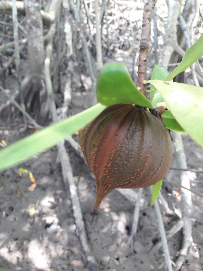 Pelliciera rhizophorae fruit