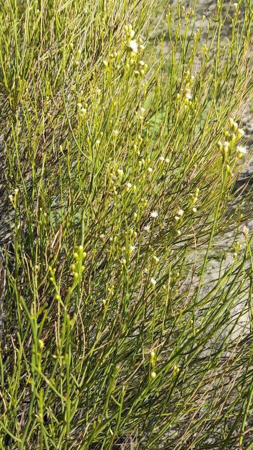 Baccharis spartioides habit