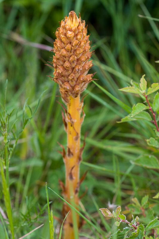 Orobanche elatior flower