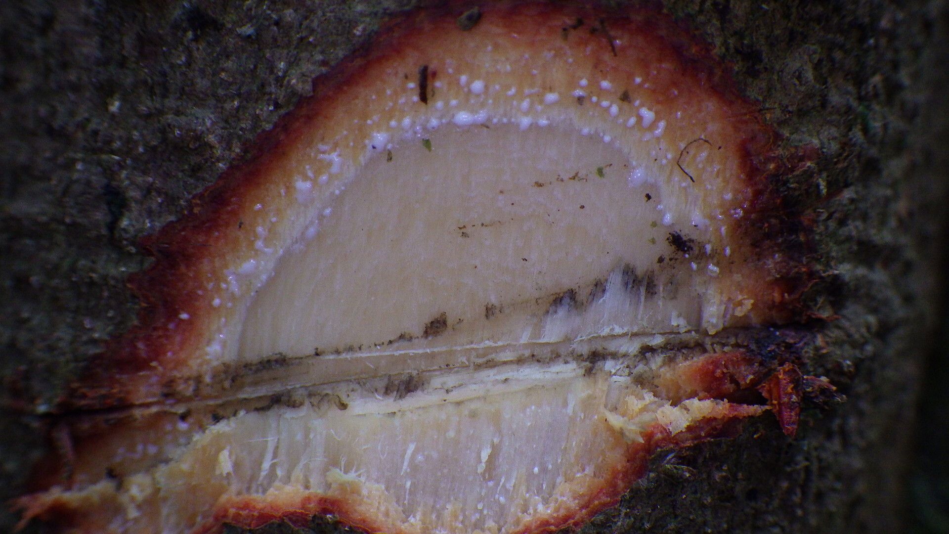 Garcinia densivenia bark