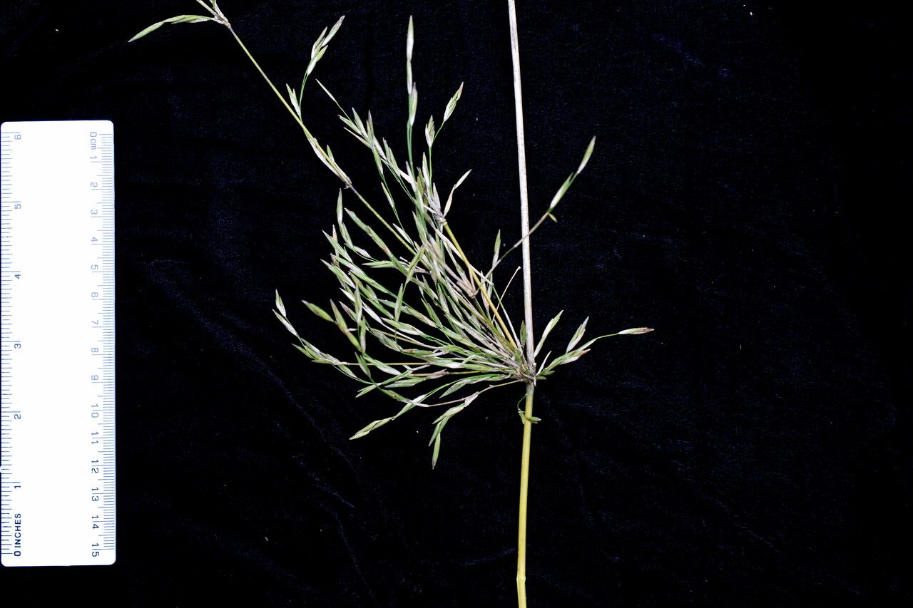 Yushania maling habit