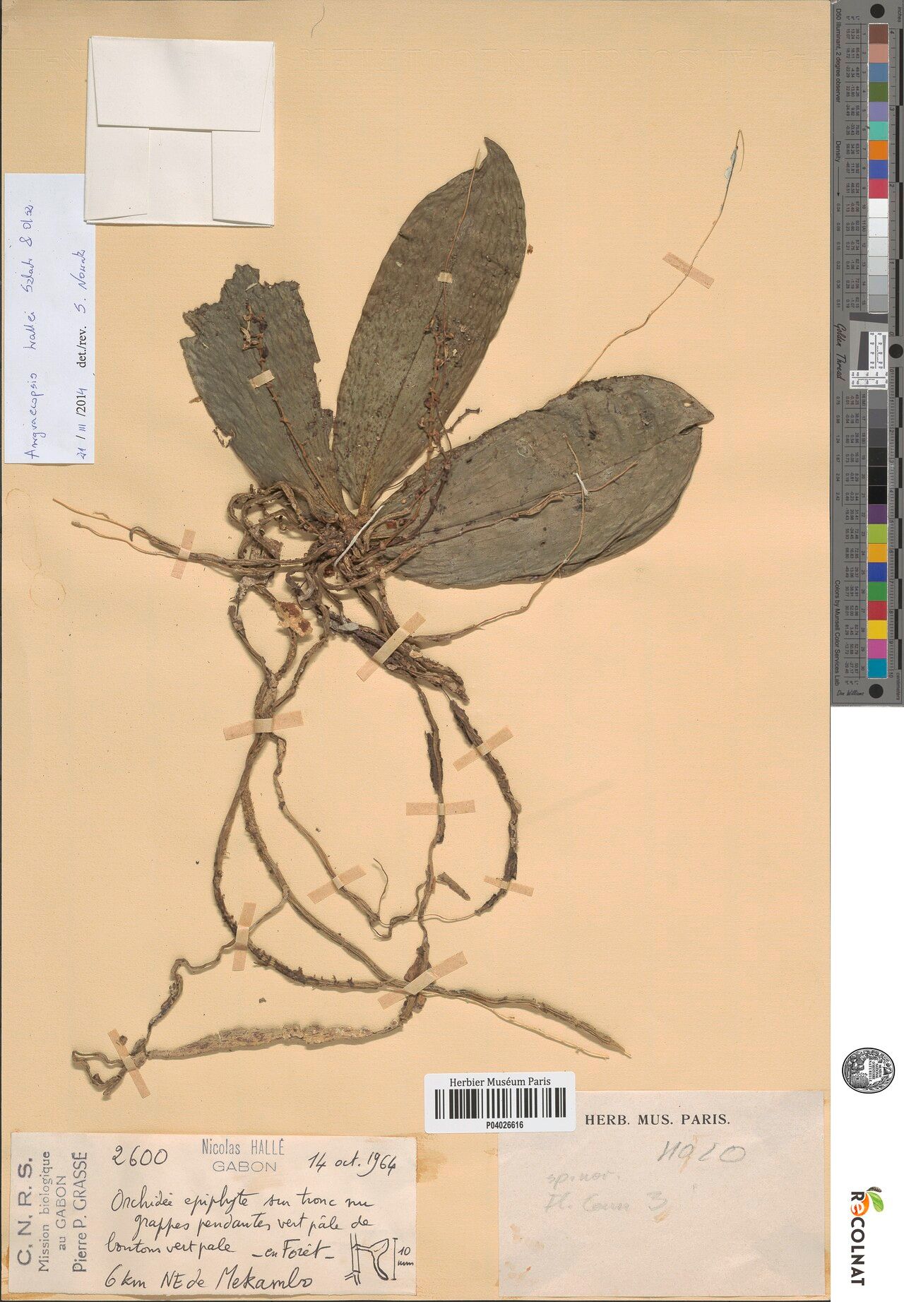 Angraecopsis hallei — related species from the same genus