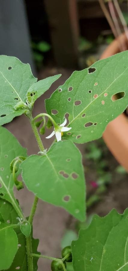Solanum ptychanthum flower