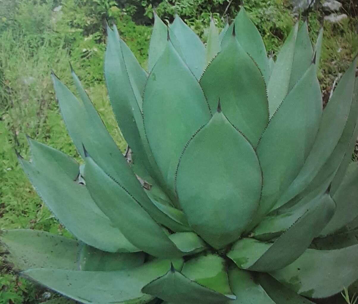 Agave warelliana habit