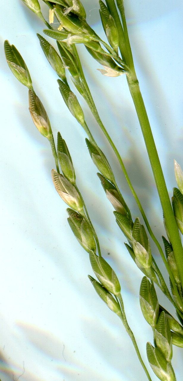 Ehrharta erecta flower