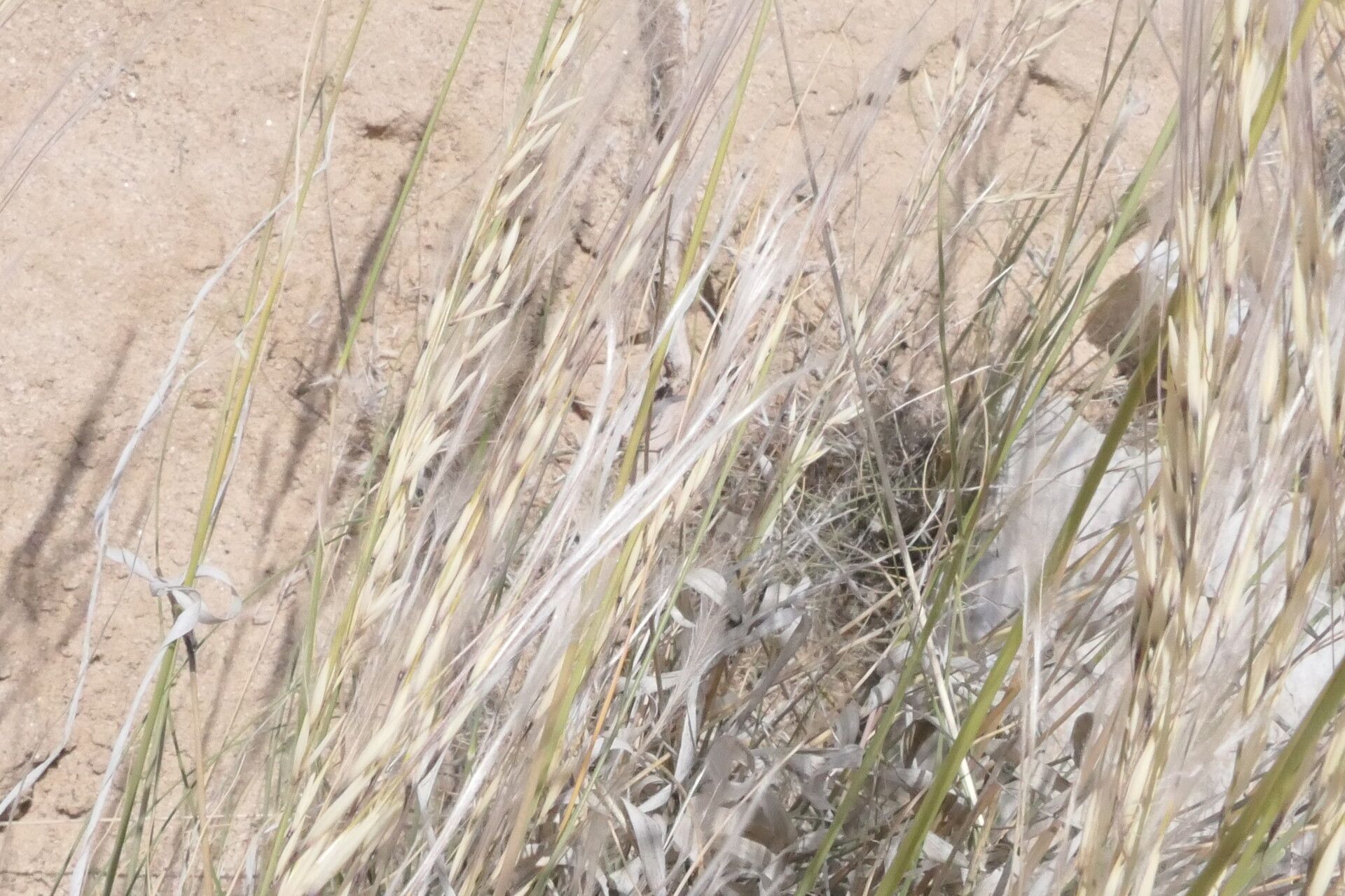 Stipagrostis ciliata flower
