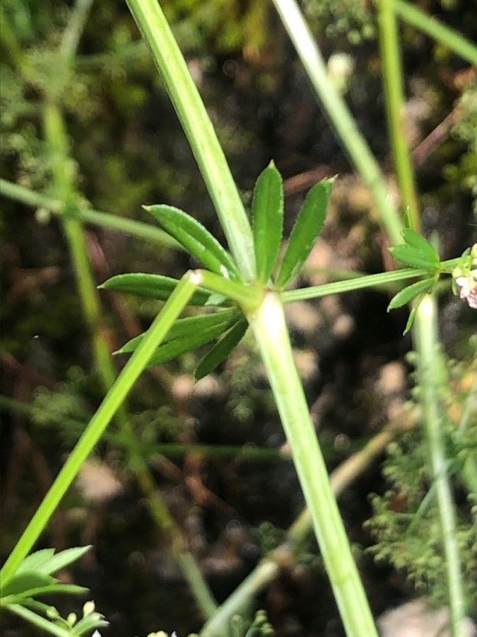 Galium lucidum leaf