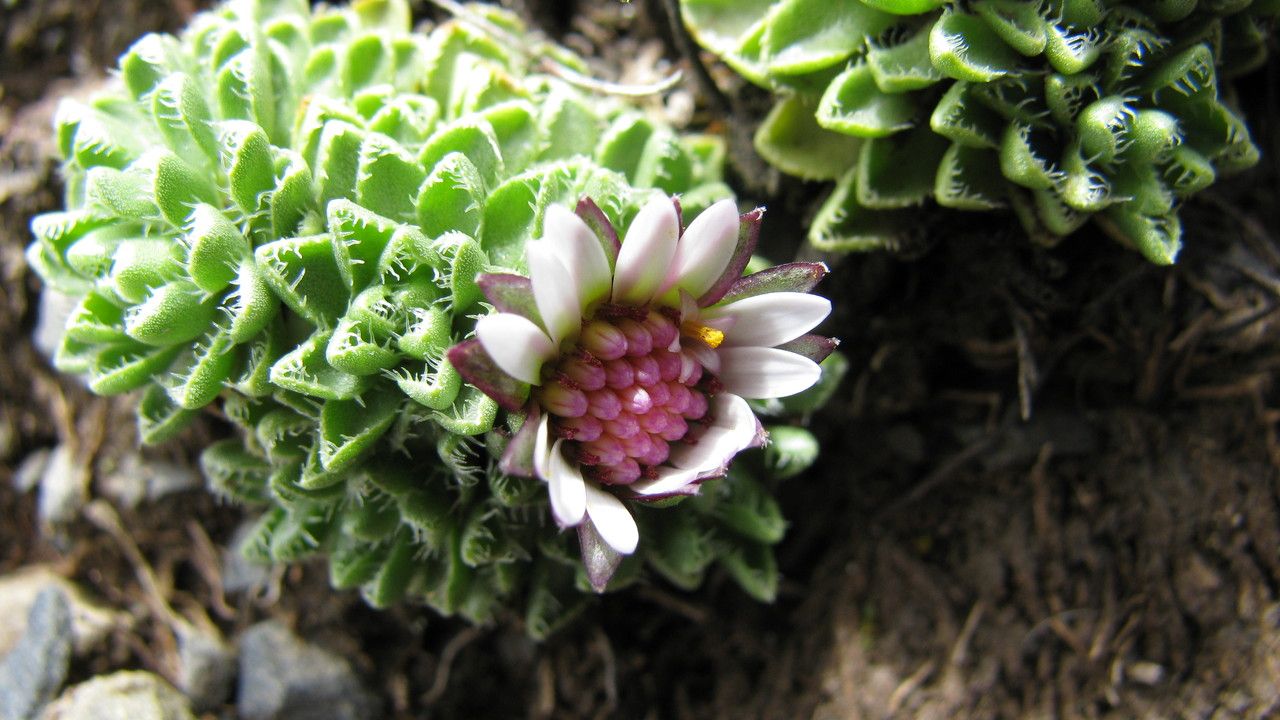 Werneria pectinata flower