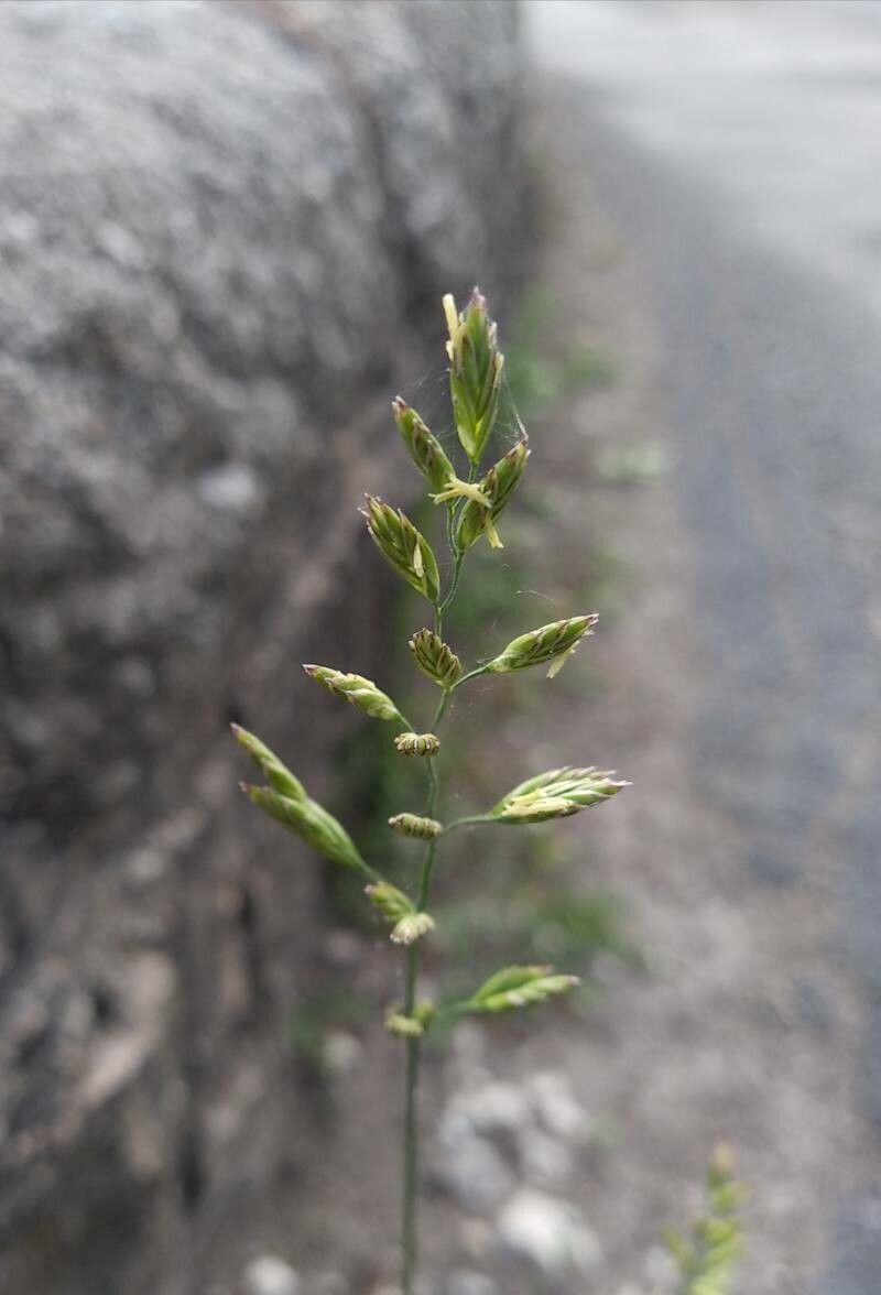Poa compressa flower