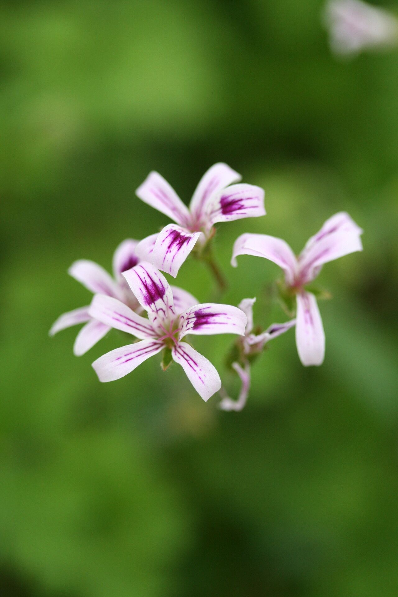 Pelargonium columbinum — houseplant care guide