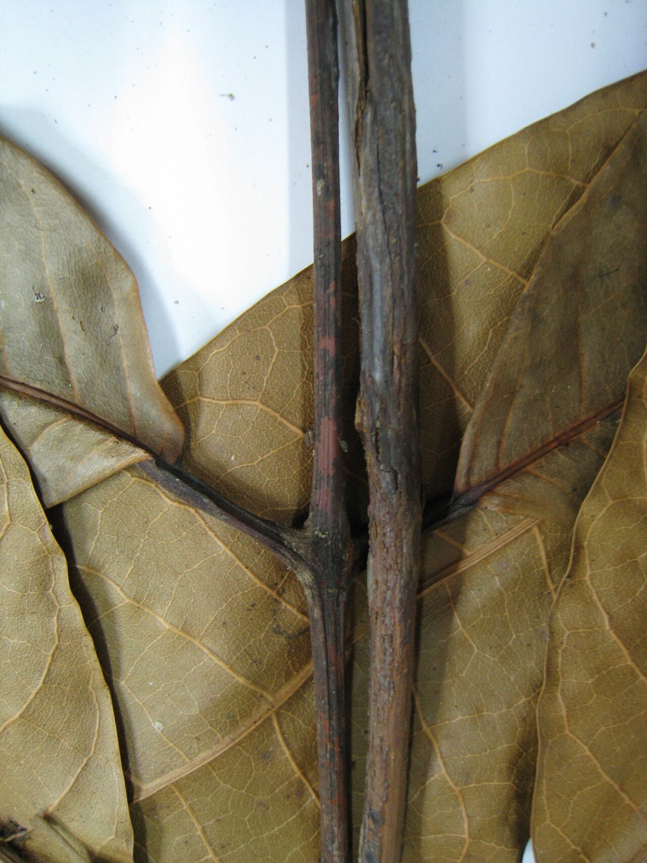 Protium giganteum — houseplant care guide