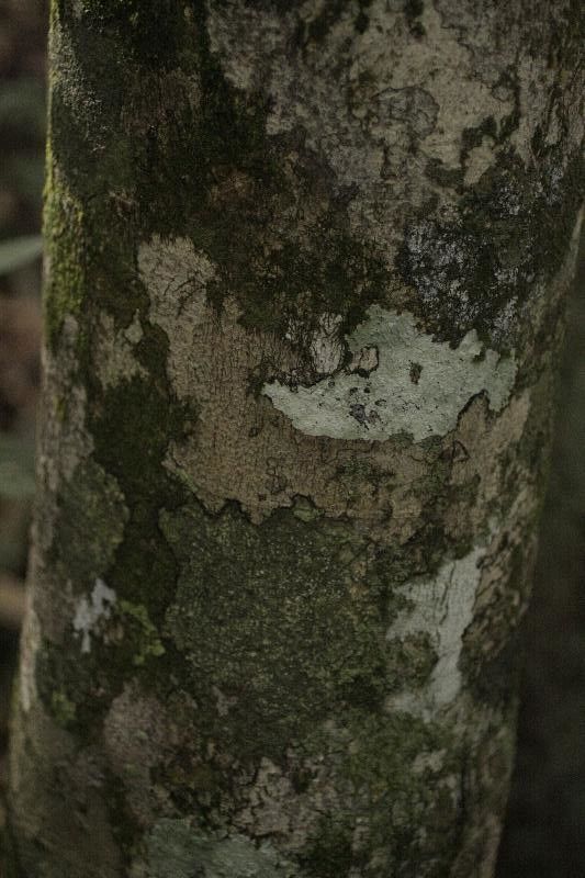 Licania laxiflora — houseplant care guide