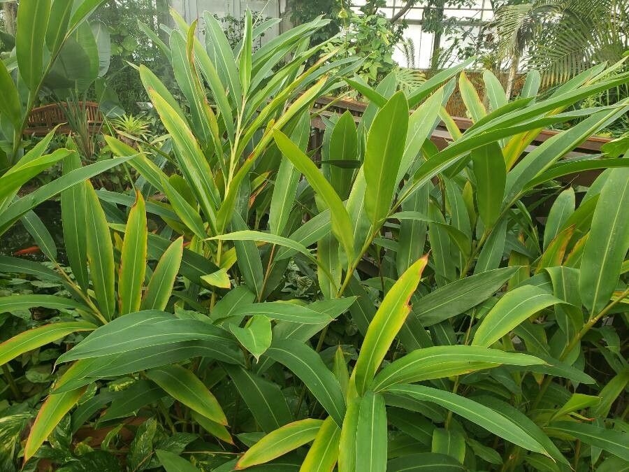 Alpinia shimadae habit