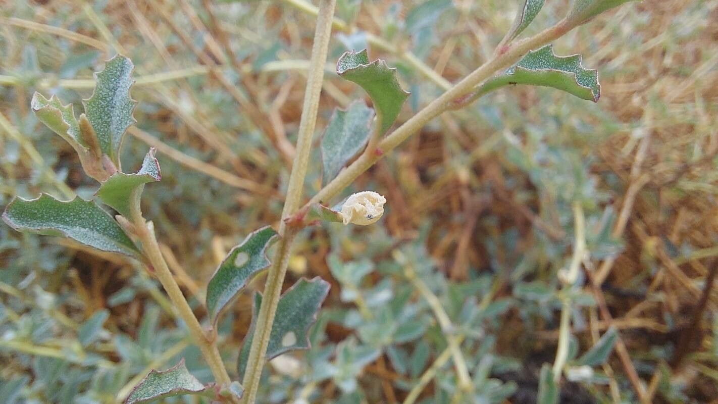 Atriplex semibaccata flower