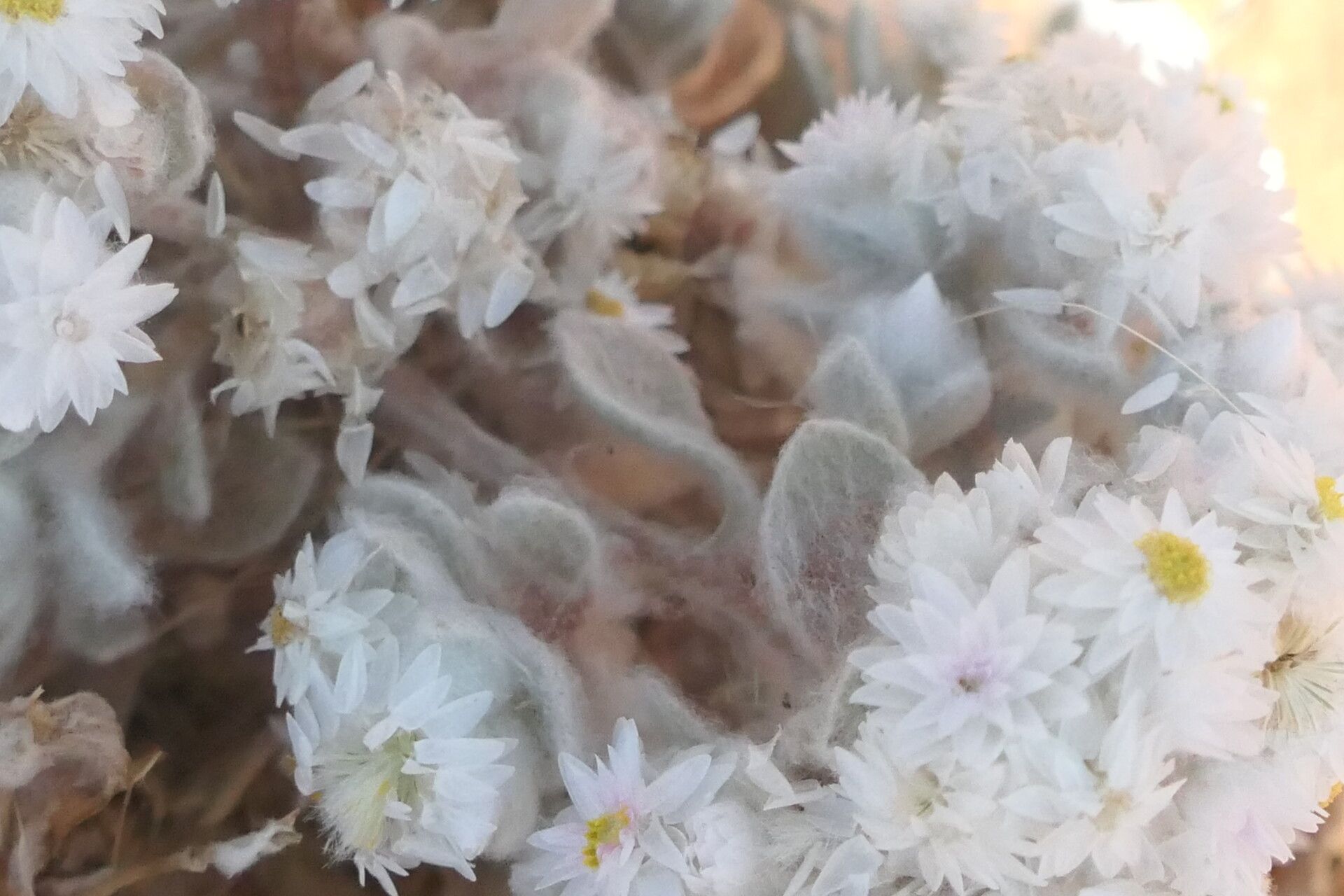 Helichrysum roseoniveum — search result for 'Helichrysum'