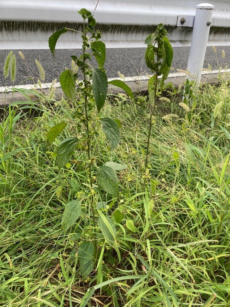 Acalypha australis habit