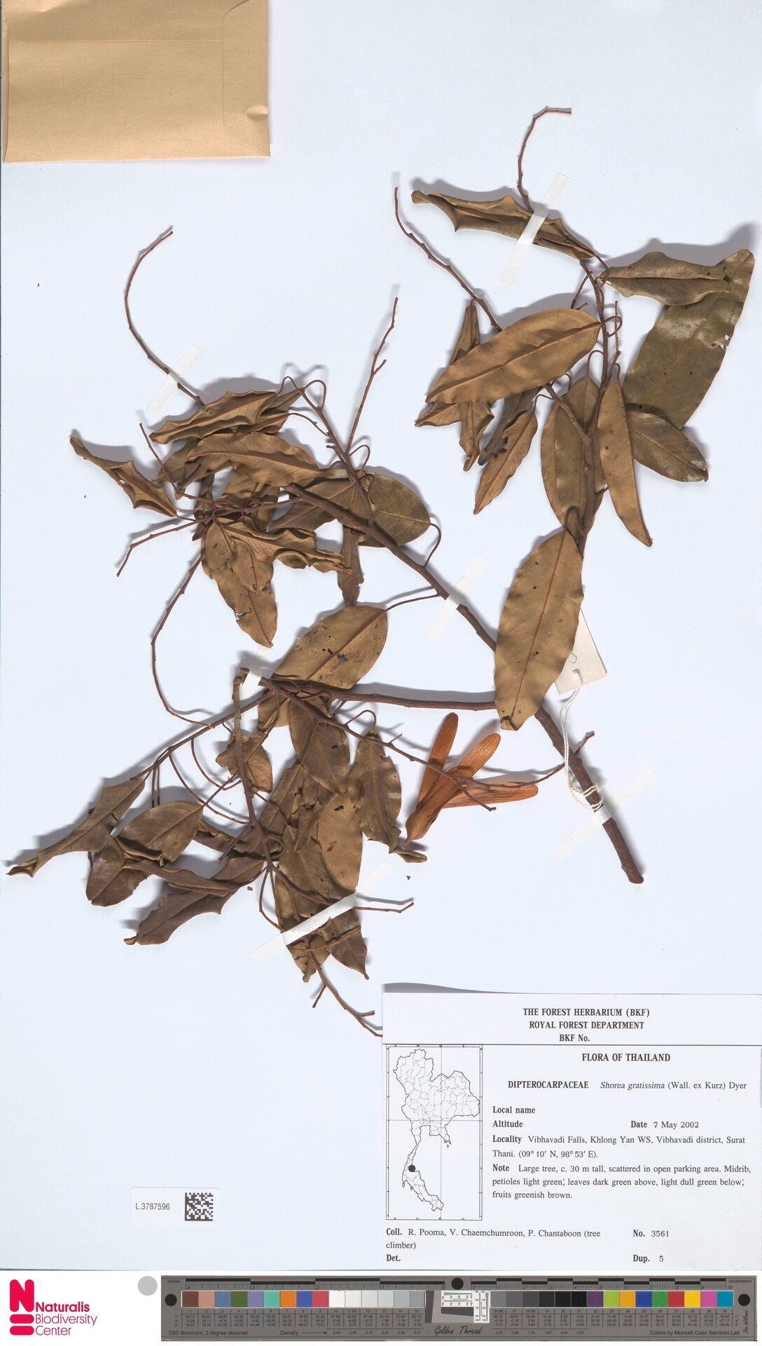 Shorea gratissima — houseplant care guide