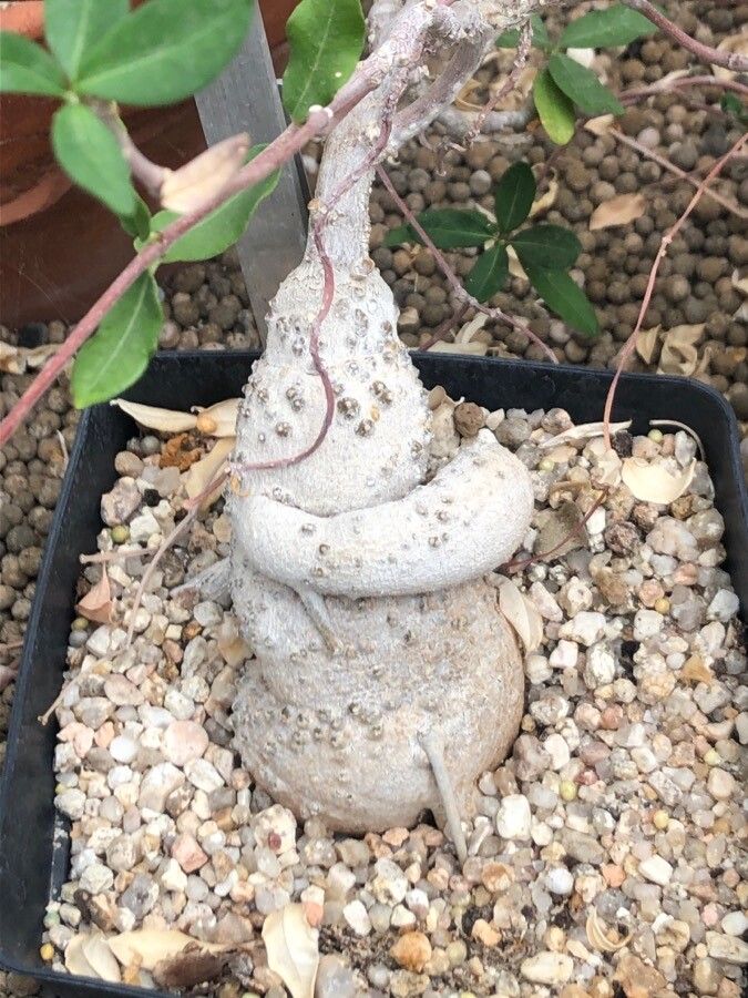 Fockea capensis bark