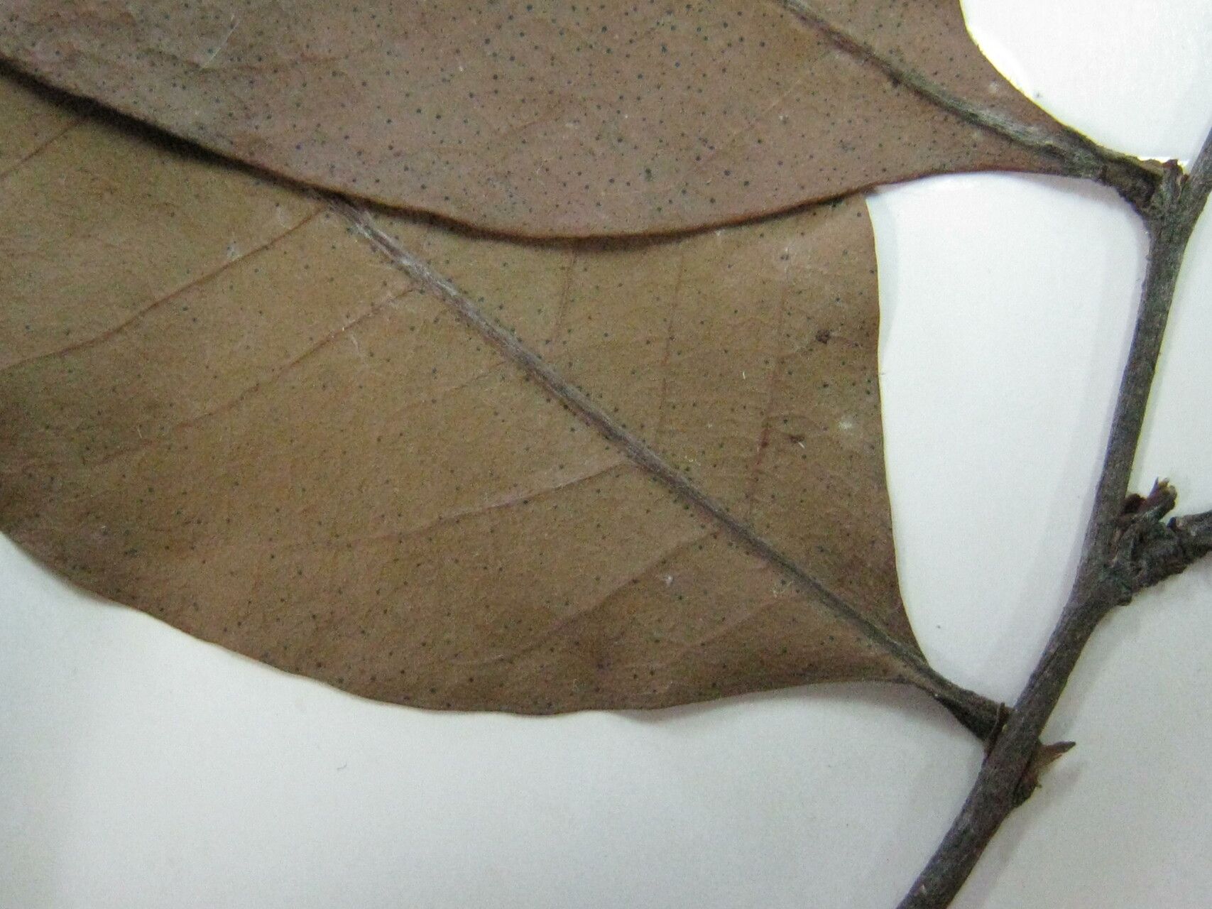 Moquilea minutiflora other