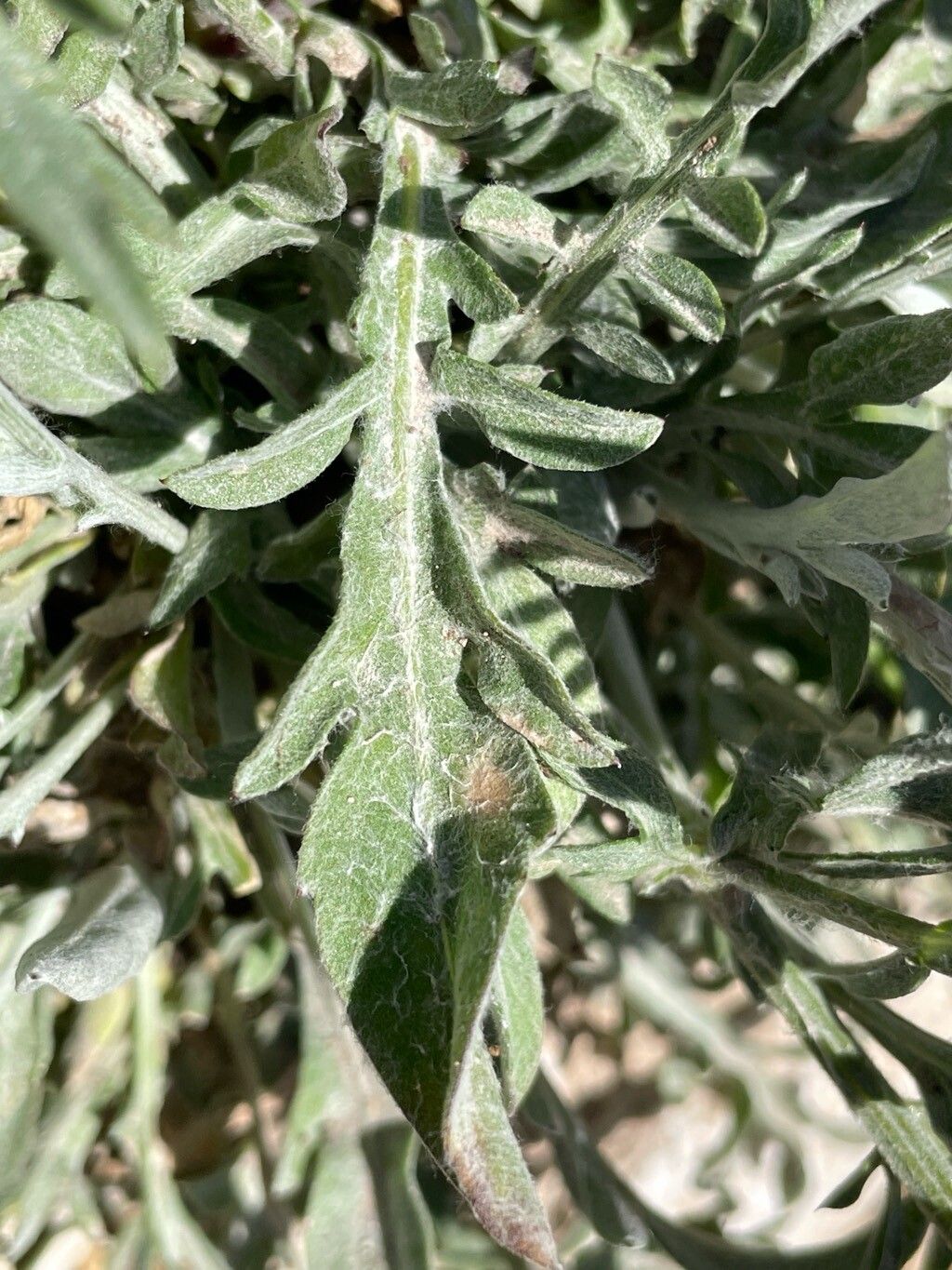 Centaurea ambigua leaf