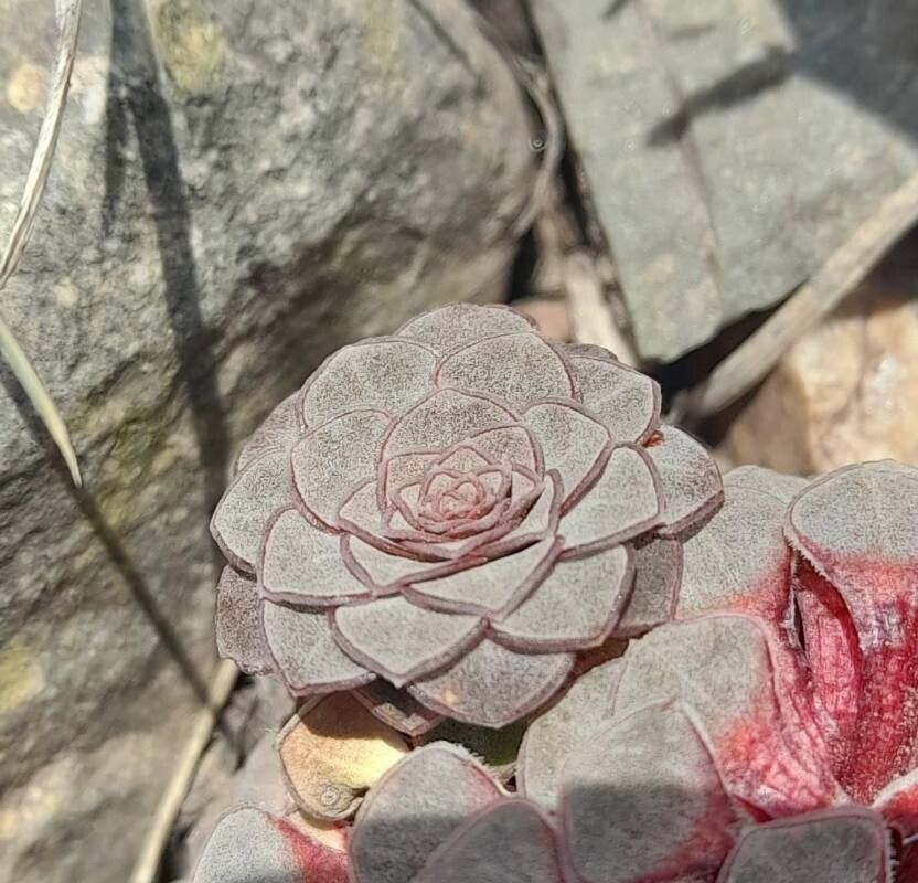Viola atropurpurea leaf