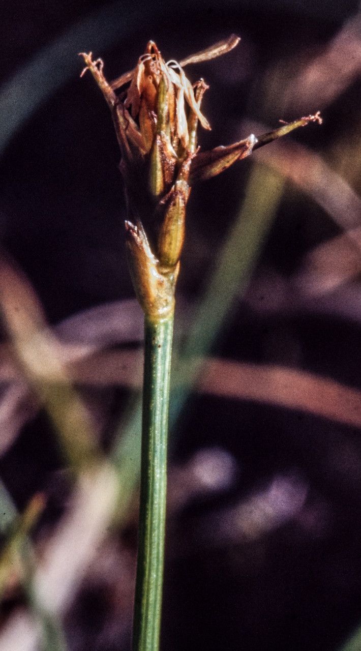 Carex microglochin fruit
