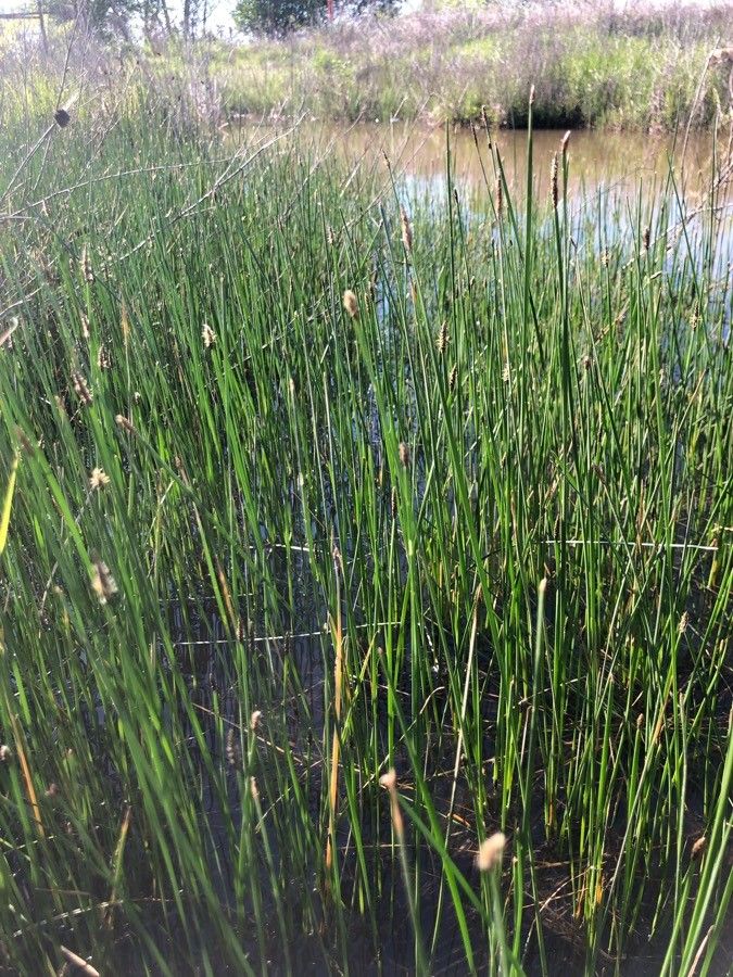 Eleocharis compressa other