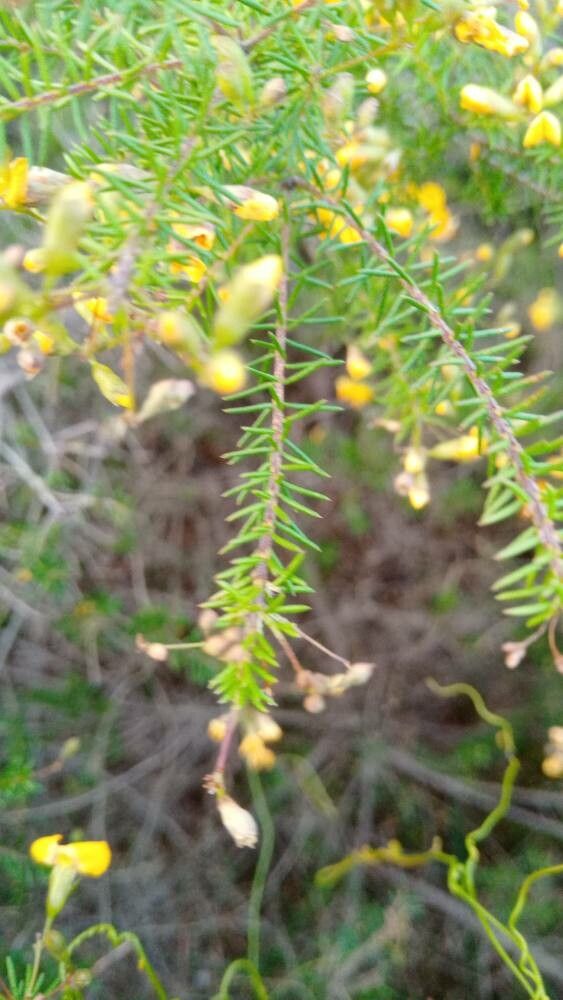 Pultenaea retusa — houseplant care guide