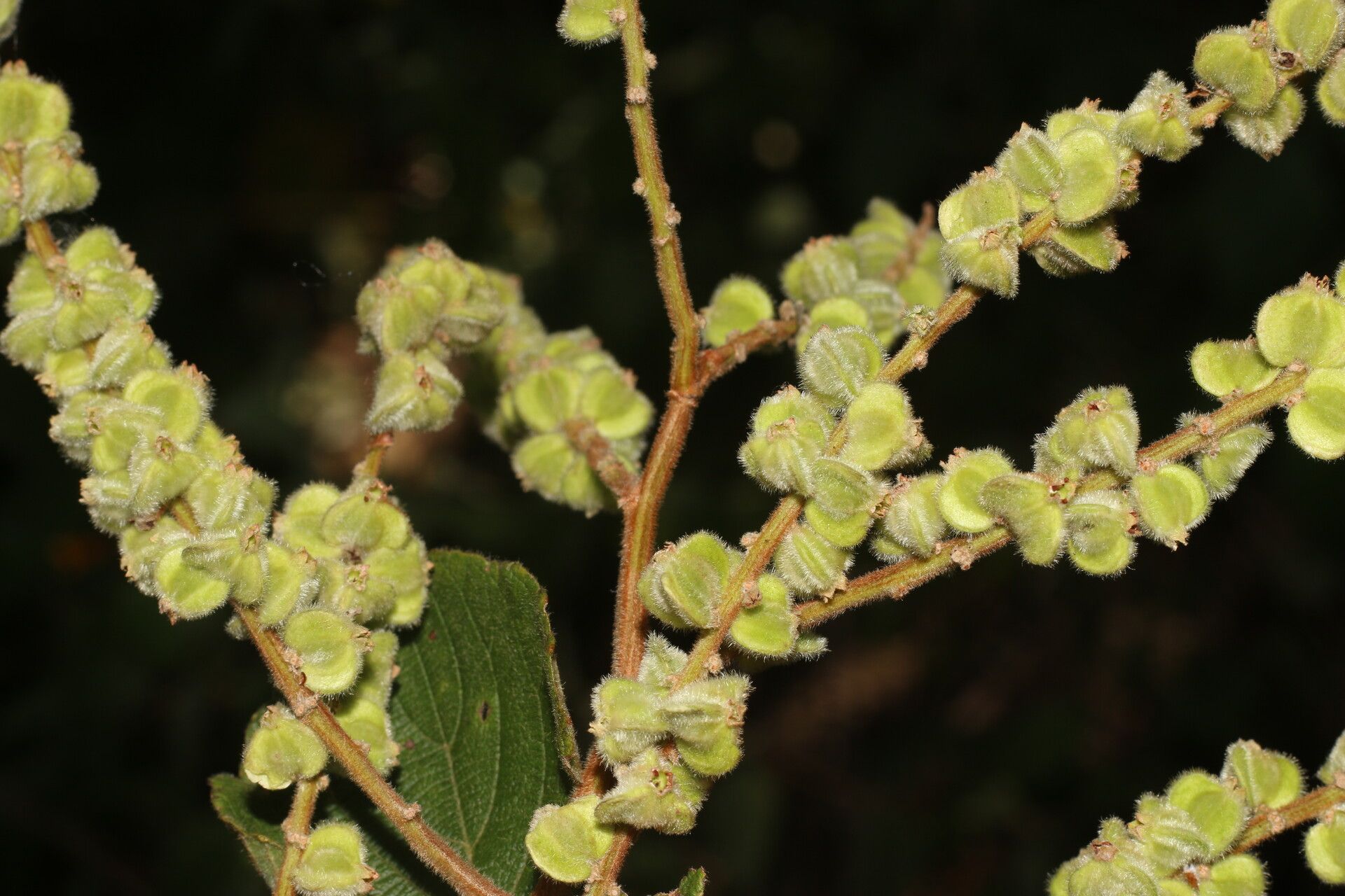 Gouania velutina fruit