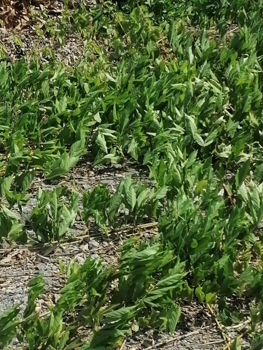 Ipomoea longifolia leaf
