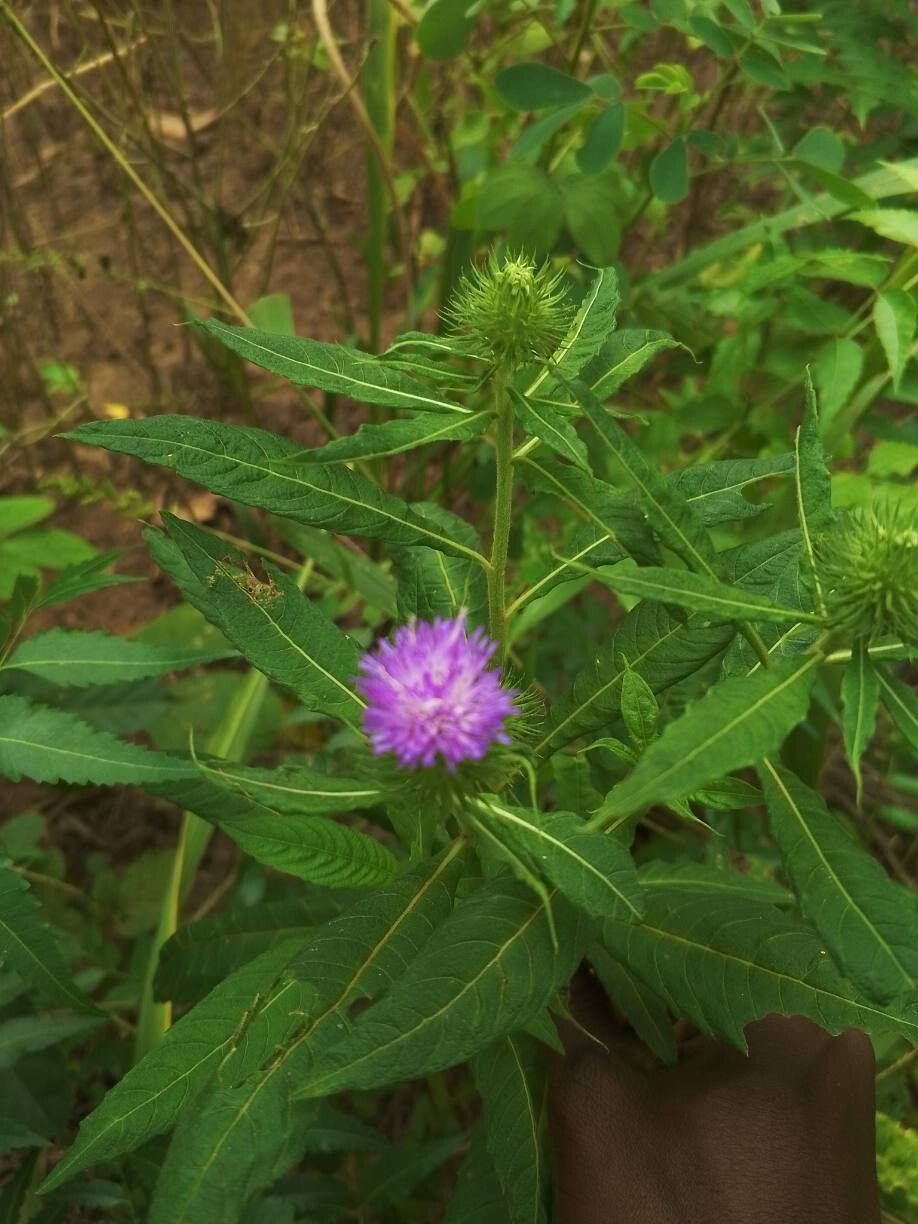 Vernonia galamensis leaf