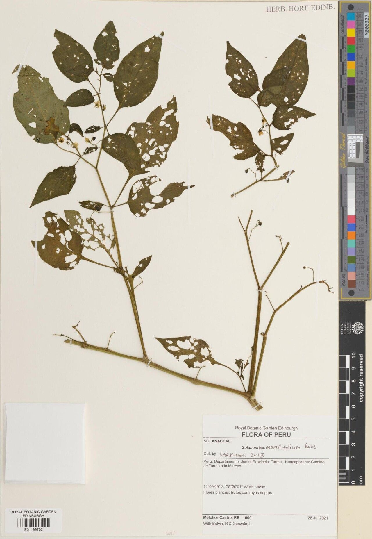 Solanum morellifolium — houseplant care guide